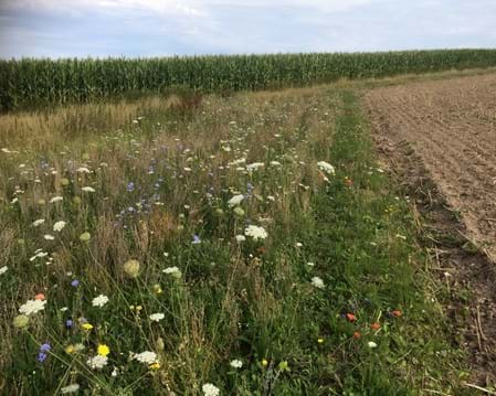 Im ersten Sommer, 21.08.2020